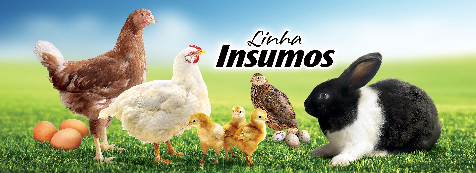 Aves e Coelhos